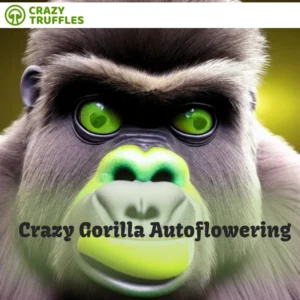 Crazy Gorilla Autoflowering 5 plus 2 Pack