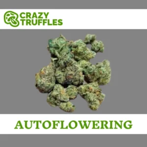 Crazy Zkittles Autoflowering 10 plus 4 Pack