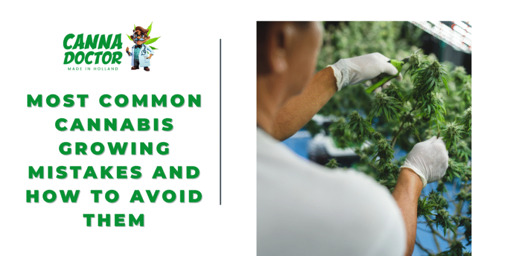 Cannabis Growing Mistakes