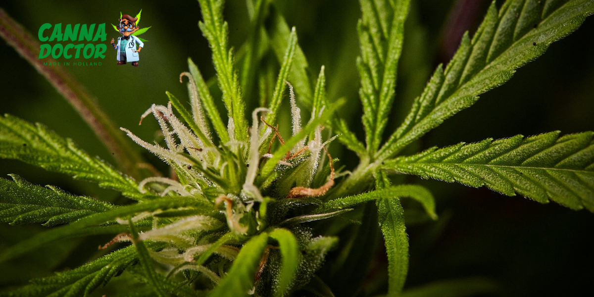 Feminized vs Autoflower Cannabis Seeds (1)