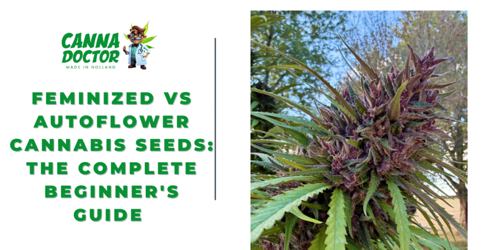 Feminized vs Autoflower Cannabis Seeds
