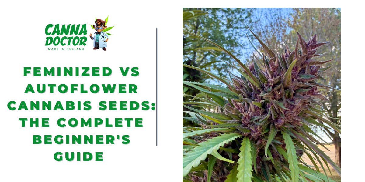 Feminized vs Autoflower Cannabis Seeds