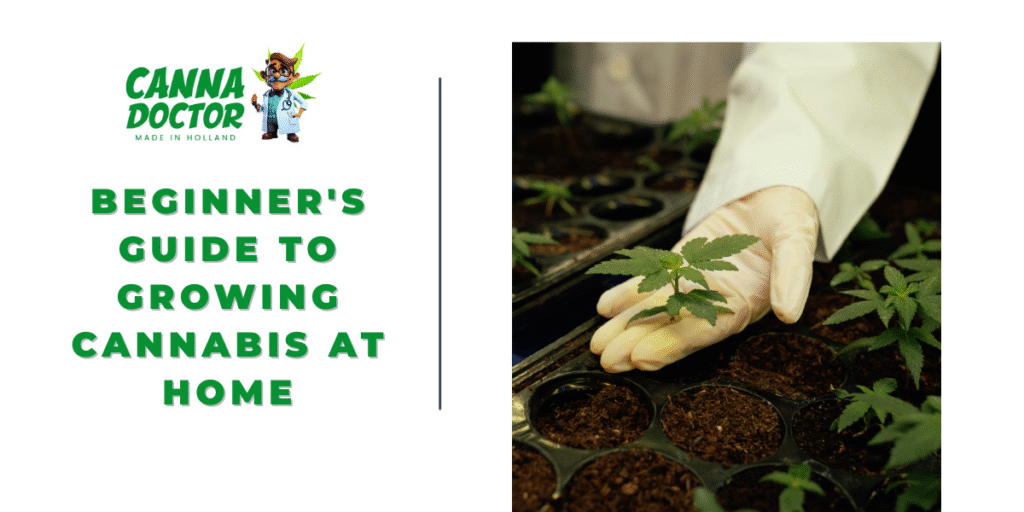 Growing Cannabis at Home