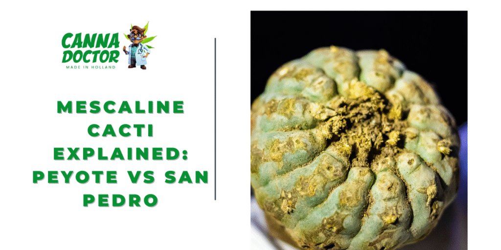 Mescaline Cacti Explained
