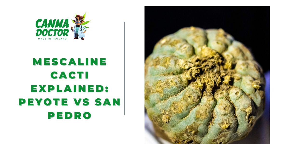 Mescaline Cacti Explained