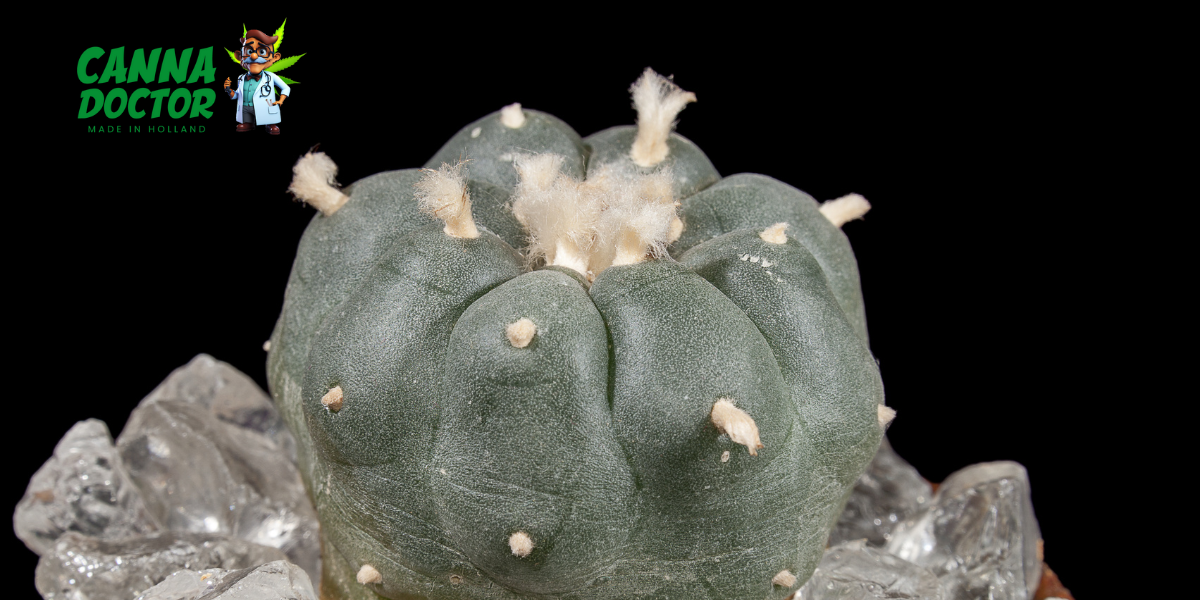 Peyote Cactus
