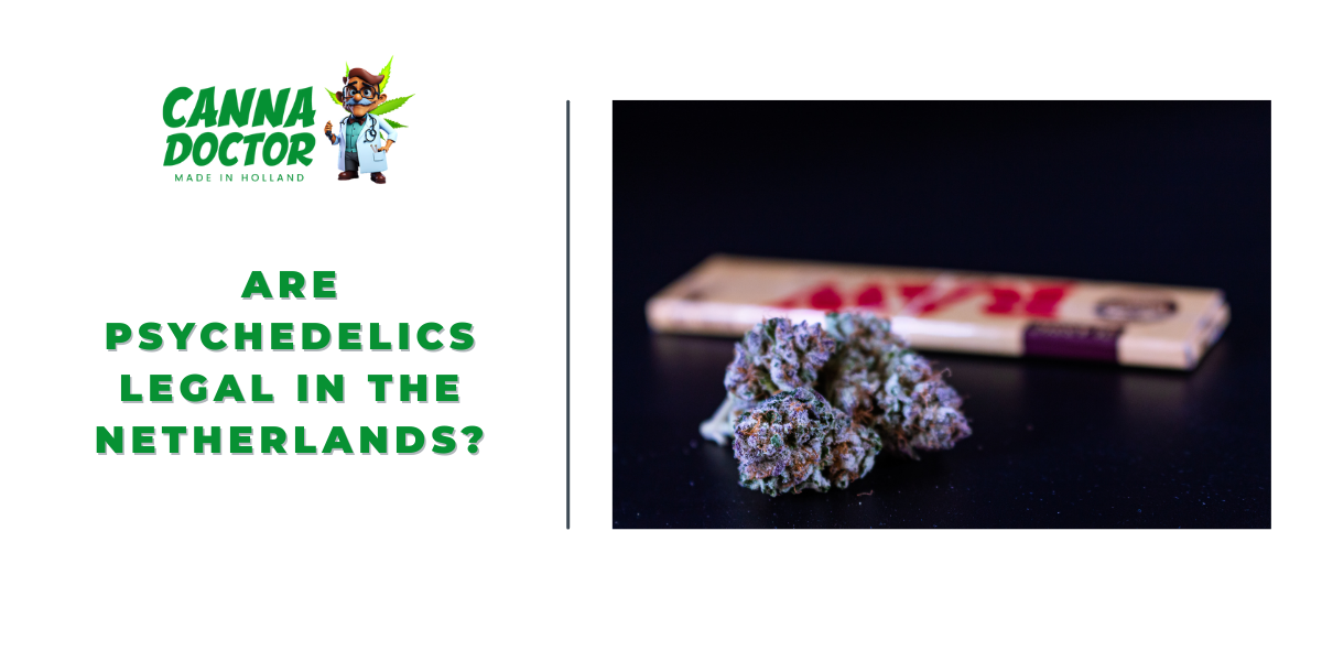 Psychedelics Legal in the Netherlands