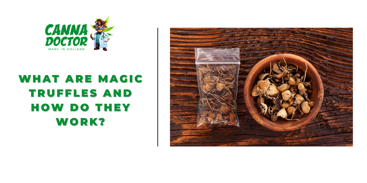 What Are Magic Truffles and How Do They Work
