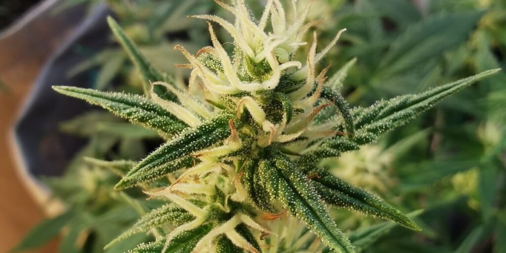 autoflowering seeds Netherlands