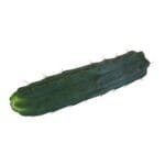 San Pedro Cutting Bridgessi  Cactus 25cm