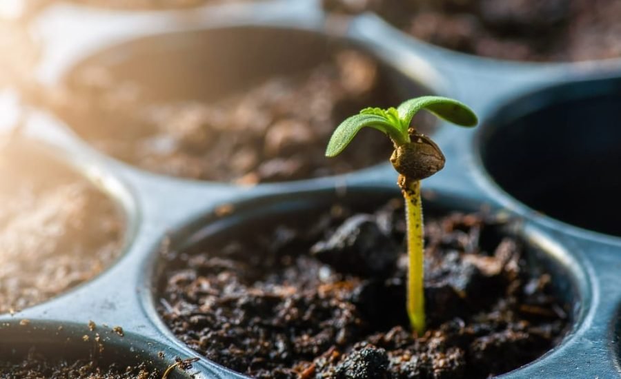Baby,Cannabis,Plant,Growing,At,Outdoor,Planting.,Concept,Of,Cannabis Beginner friendly cannabis seeds