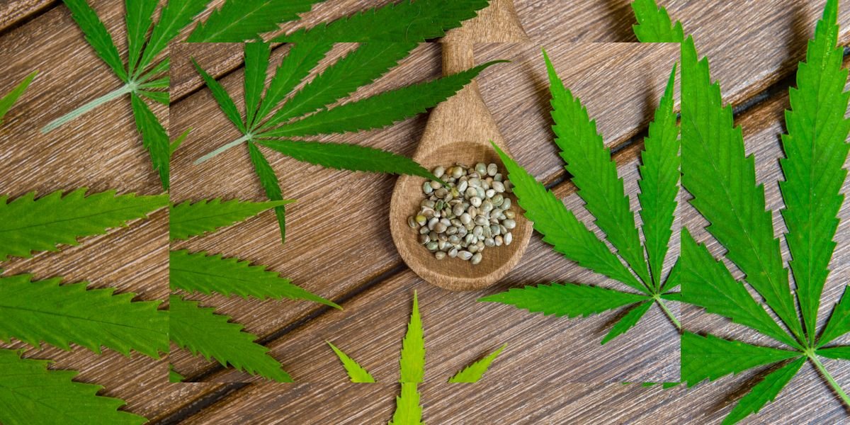 feminized vs regular seeds