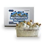 Marshmallow Shrooms Grow Kit – 1200 cc