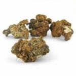 Mush Magic Truffle Hollandia - 15 grams - Afbeelding 2