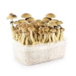 Golden Teacher Growkit - 1200 cc - Afbeelding 2