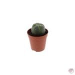 Peyote cactus 4 - 5 cm