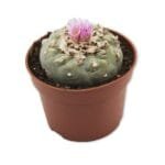 Peyote cactus 5 - 7 cm