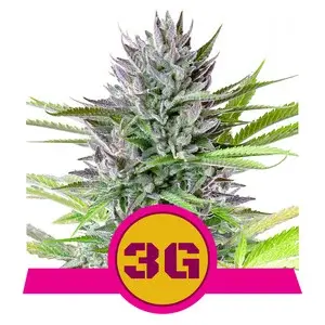 Royal Queen Seeds Triple G Autoflower Cannabis Seeds Royal Queen Seeds Triple G